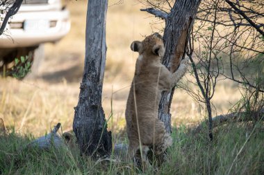 a lion cub stands on a tree.