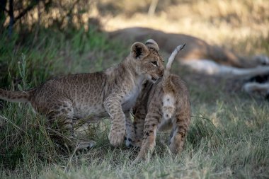Çita anne ve yavrusu çimlerde.