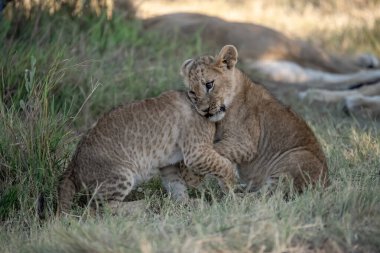 Aslan yavrusu çimlerin üzerinde yatıyor.
