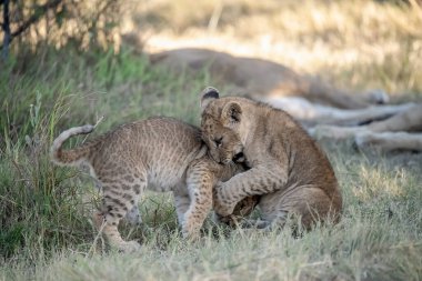 Güney Afrika 'daki Kruger Milli Parkı' nda oynayan iki aslan..