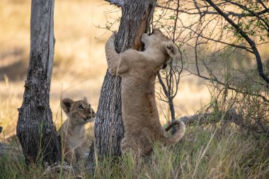 Savanadaki bir ağaçta oynayan iki aslan.