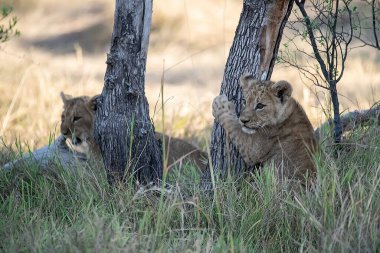 Kenya ulusal parkında iki aslan