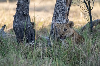 Vahşi doğada dişi aslan.