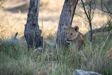 Güney Afrika aslanı.