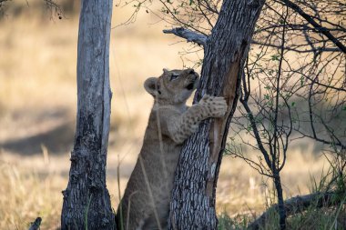 Güney Afrika 'daki Kruger Ulusal Parkı' nda ağaçta oynayan çita yavrusu.