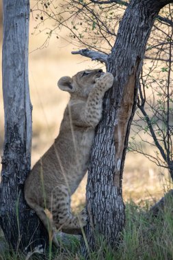 Bir dişi aslan yavrusu çimenlerde oynuyor.