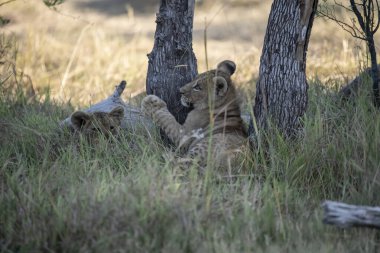 Genç aslanlar Kruger Park, Güney Afrika 'da