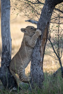 Leopar ağaçta dinleniyor.