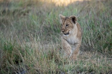 Afrika bozkırında dişi bir yavru.
