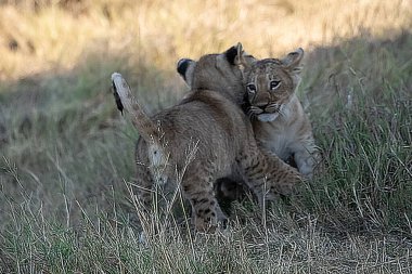 Anne ve yavrusu anne yavrusuyla oynuyor..