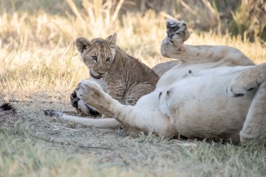 Aslan yavrusu çimenlerde yatıyor.