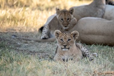 Yavru aslan uzandı.