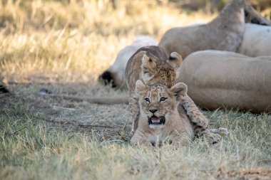 Güney Afrika 'daki Kruger Ulusal Parkı' nda çimlerin üzerinde yatan aslan yavrusu..