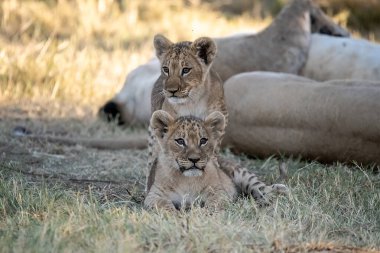Ulusal parkta aslan yavrusuyla anne.
