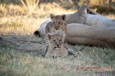 Anne ile aslan yavrusu