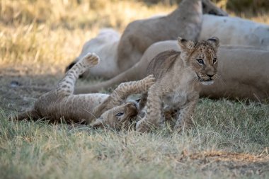 Yavrularıyla çimenlerde oynayan dişi aslanlar.