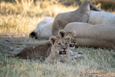 Genç aslan yavrusu akşam vakti milli parkta çimlerin üzerinde yatıyor.