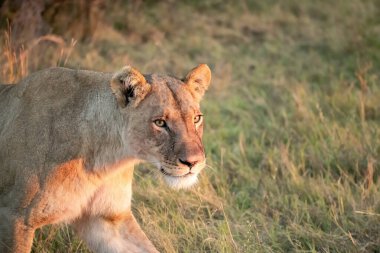 Afrika 'nın güneyindeki Kruger parkında aslan var.