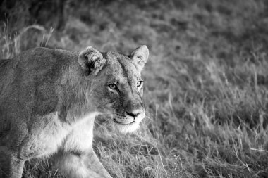Güney Afrika 'daki Ulusal Park' ta çimlerin üzerinde dinlenen siyah ve beyaz aslan. Doğadaki vahşi yaşam. Vahşi yaşamın siyah ve beyaz görüntüsü