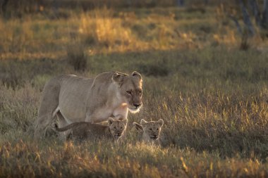 Aslan anne ve yavrusu.