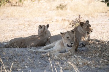 Savanada dinlenen aslanlar