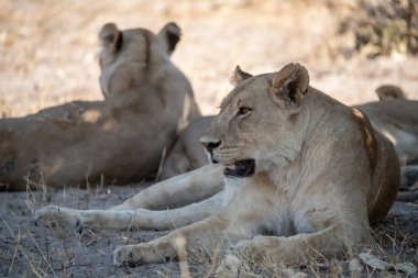 Namibya 'nın bozkırında dinlenen bir aslan