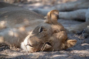 Aslan yerde yatıyor.