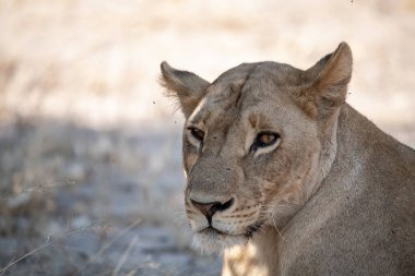 Güney Afrika 'da vahşi bir dişi aslan..