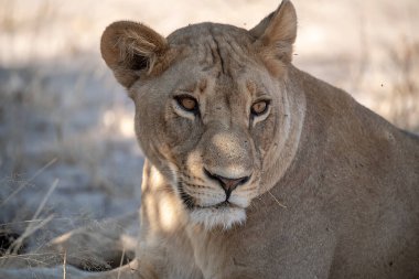 Afrika 'nın güneyindeki Kruger parkında dişi aslan.