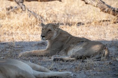 Zimbabwe savanındaki aslan.