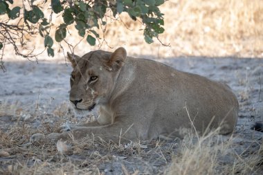 Aslan yerde yatıyor.