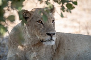 Afrika vahşi aslanı doğada yaşıyor..