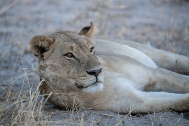 Dişi aslan kuru bir çimlerin üzerinde yatıyor.
