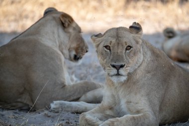 Afrika aslanı (panthera leo) Afrika savanasında dinleniyor.