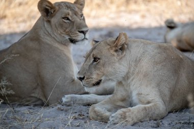 Afrika 'nın bozkırındaki aslan