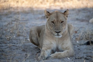 Güney Afrika 'daki Kruger Ulusal Parkı' ndaki kuru çimlerde dinlenen dişi aslan..