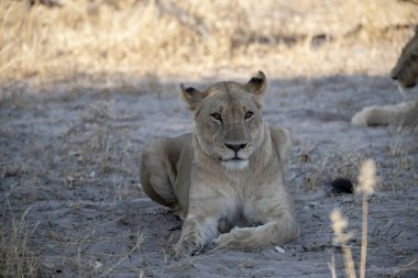 Afrika 'da vahşi bir dişi aslan
