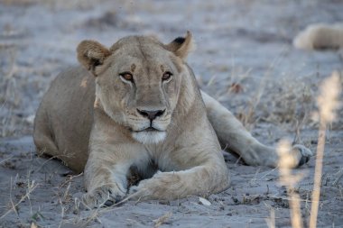 Afrika 'nın bozkırındaki aslan