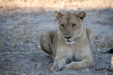 Güney Afrika 'daki Kruger Ulusal Parkı' nda dişi Afrika aslanı.
