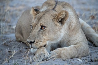 Güney Afrika 'daki Kruger Park' ta dişi aslan.