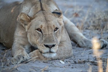 Vahşi doğada dişi aslan.