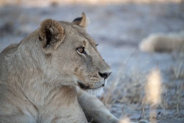 Vahşi doğada dişi aslan.