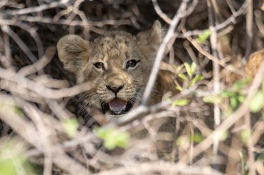 Aslan yavrusu çimlerde