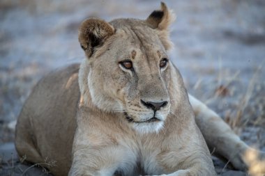 Dişi aslan bir kayanın üzerinde yatıyor.