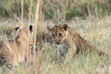 lion cub in the grass in the grass in the kruger park, south africa.