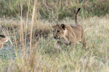 Güney Afrika 'daki savananın çimlerinde iki dişi aslan yavrusu.