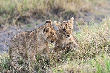 two young lion cubs playing in the grass