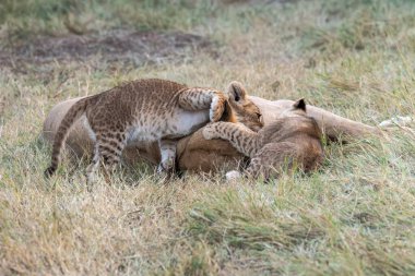 Kruger Park 'taki çita.