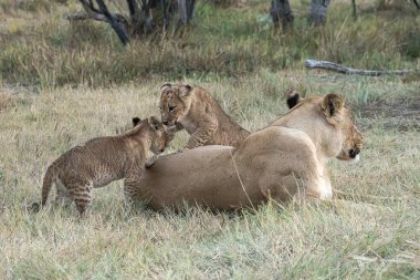 Aslan ailesi çalılıklarda oynuyor.