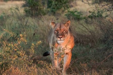 Ulusal parkta aslan, Kenya, Afrika